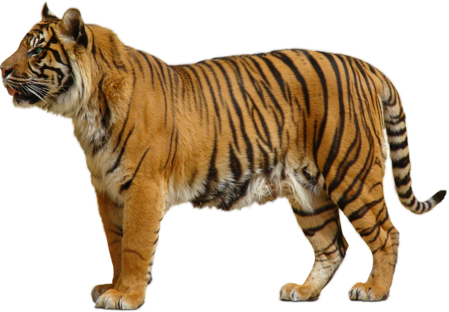 Tiger PNG images.