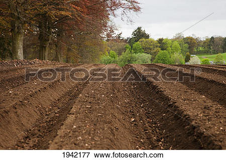 Picture of Farm Land Tilled And Ready For Planting; Perth Scotland.