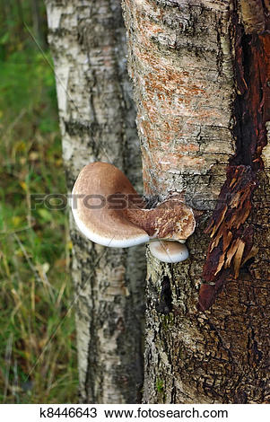 Stock Photo of Tinder Fungus k8446643.