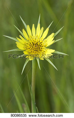 Stock Image of DEU, 2011: Meadow Salsify (Tragopogon pratensis.