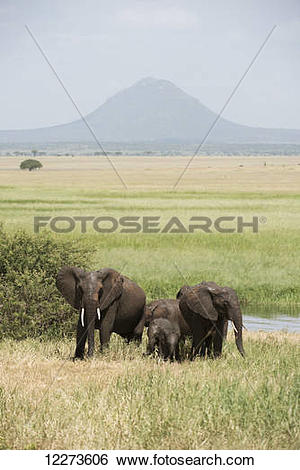 Stock Images of Elephant family group in Silale Swamp, Tarangire.