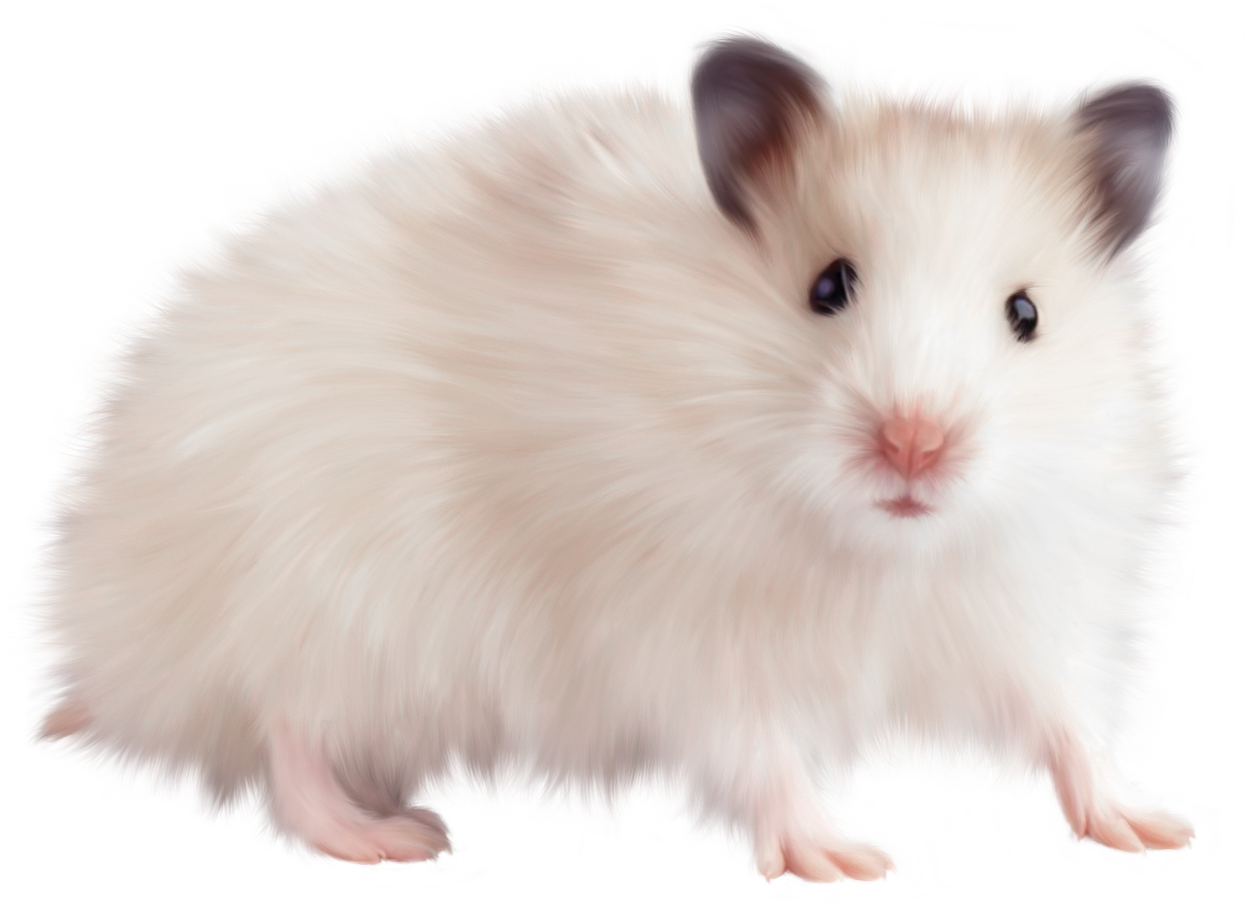 Transparent Mouse PNG Picture.