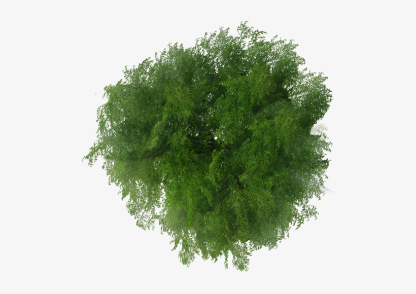 Trees Top View Png Transparent PNG.