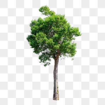 Tree PNG Images, Download 55,445 Tree PNG Resources with.