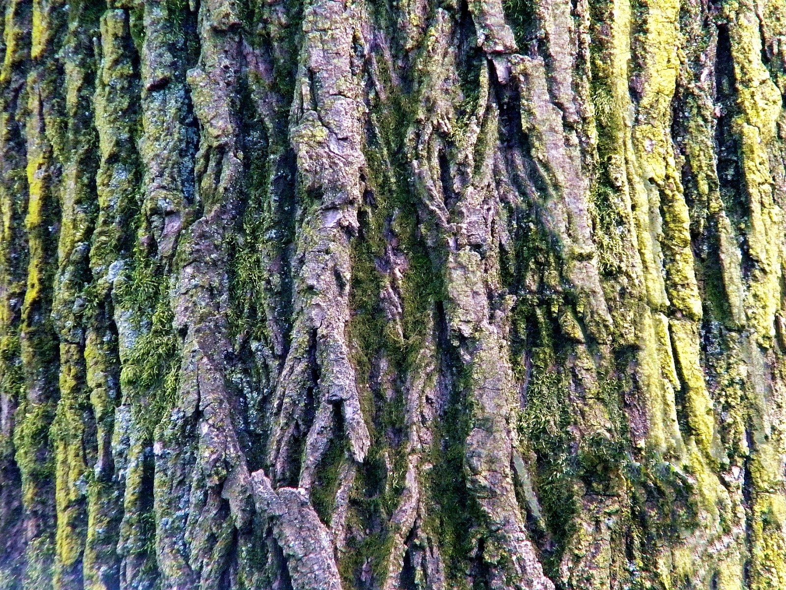 Tree Bark Clip Art Public Domain Clip Art Photos and Images.