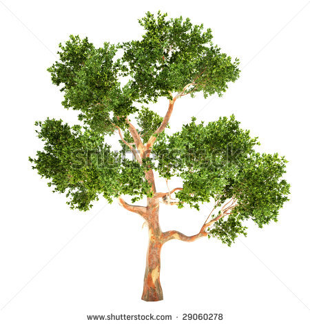 Eucalyptus tree clipart.