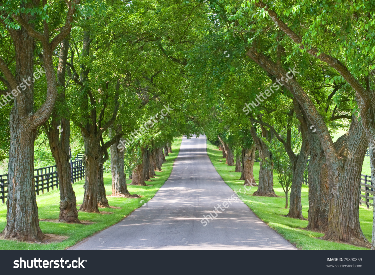 Tree Lined Road Stock Photo 79890859.