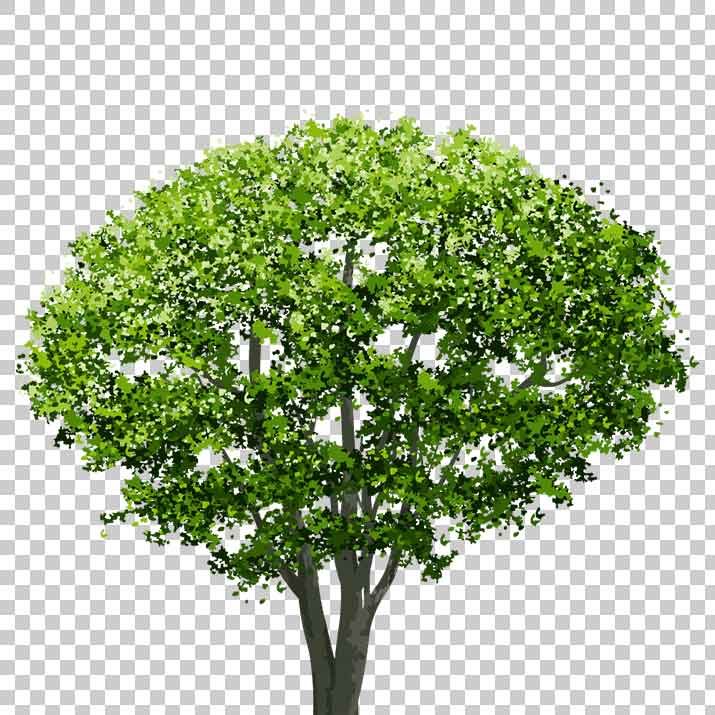 Tree PNG Images, Pictures, Download Free PNG Images.