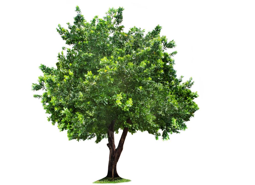 Tree PNG Transparent Images.