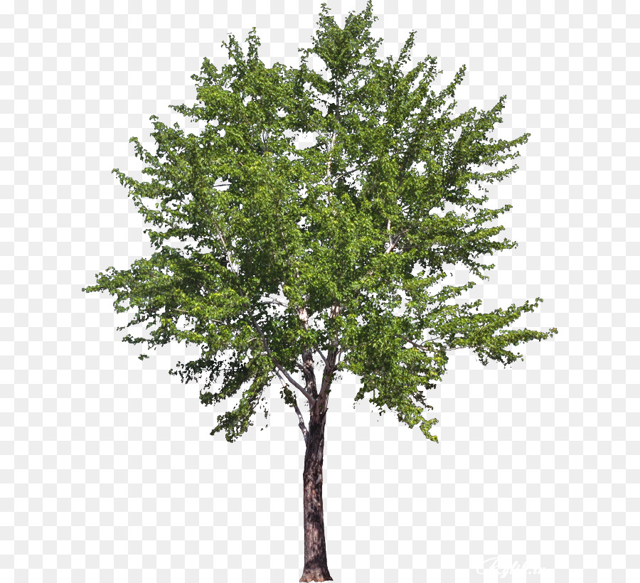 Png Australian Trees & Free Australian Trees.png Transparent.