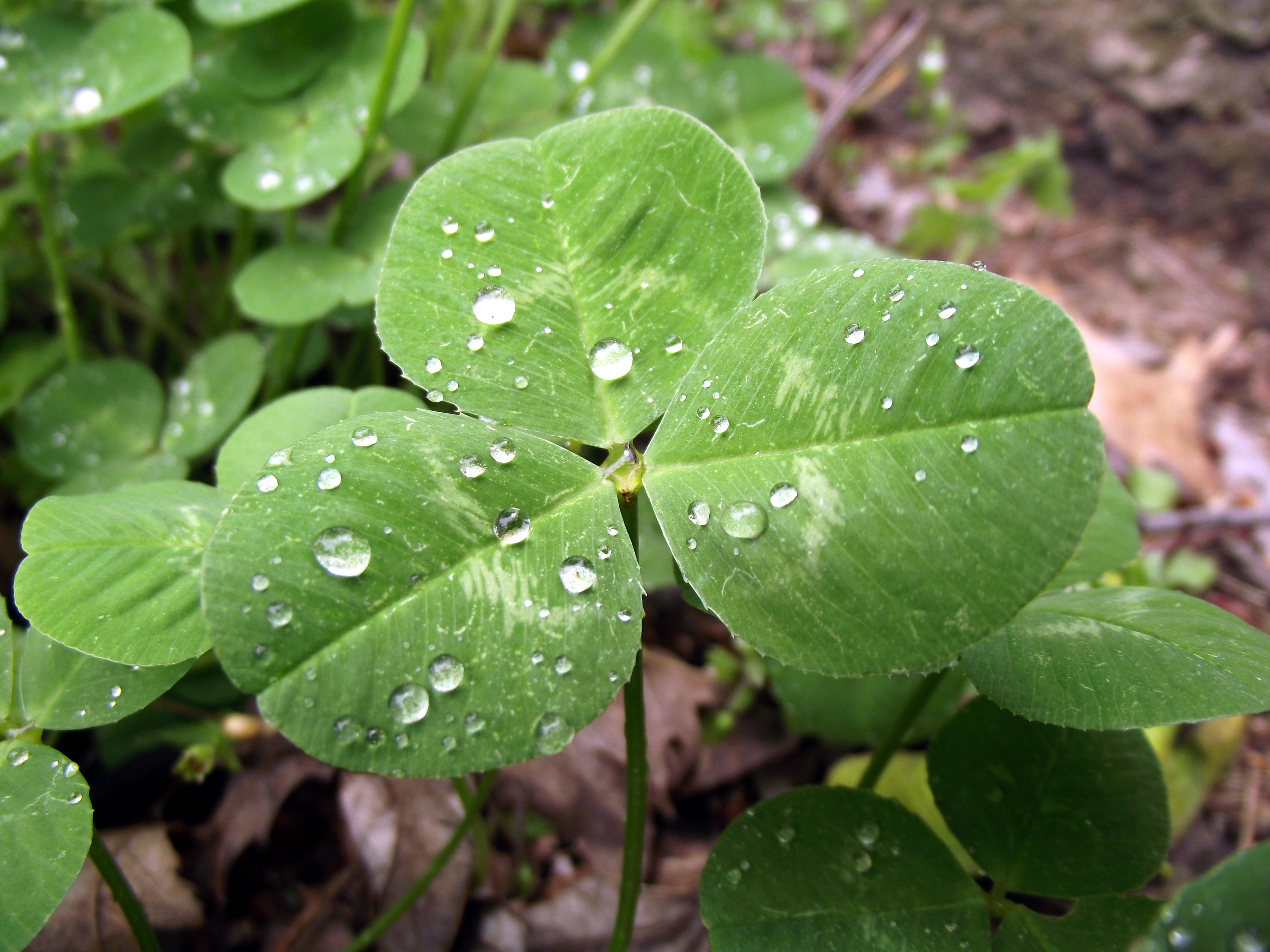 File:Trifolium repens Leaf April 2, 2010.jpg.