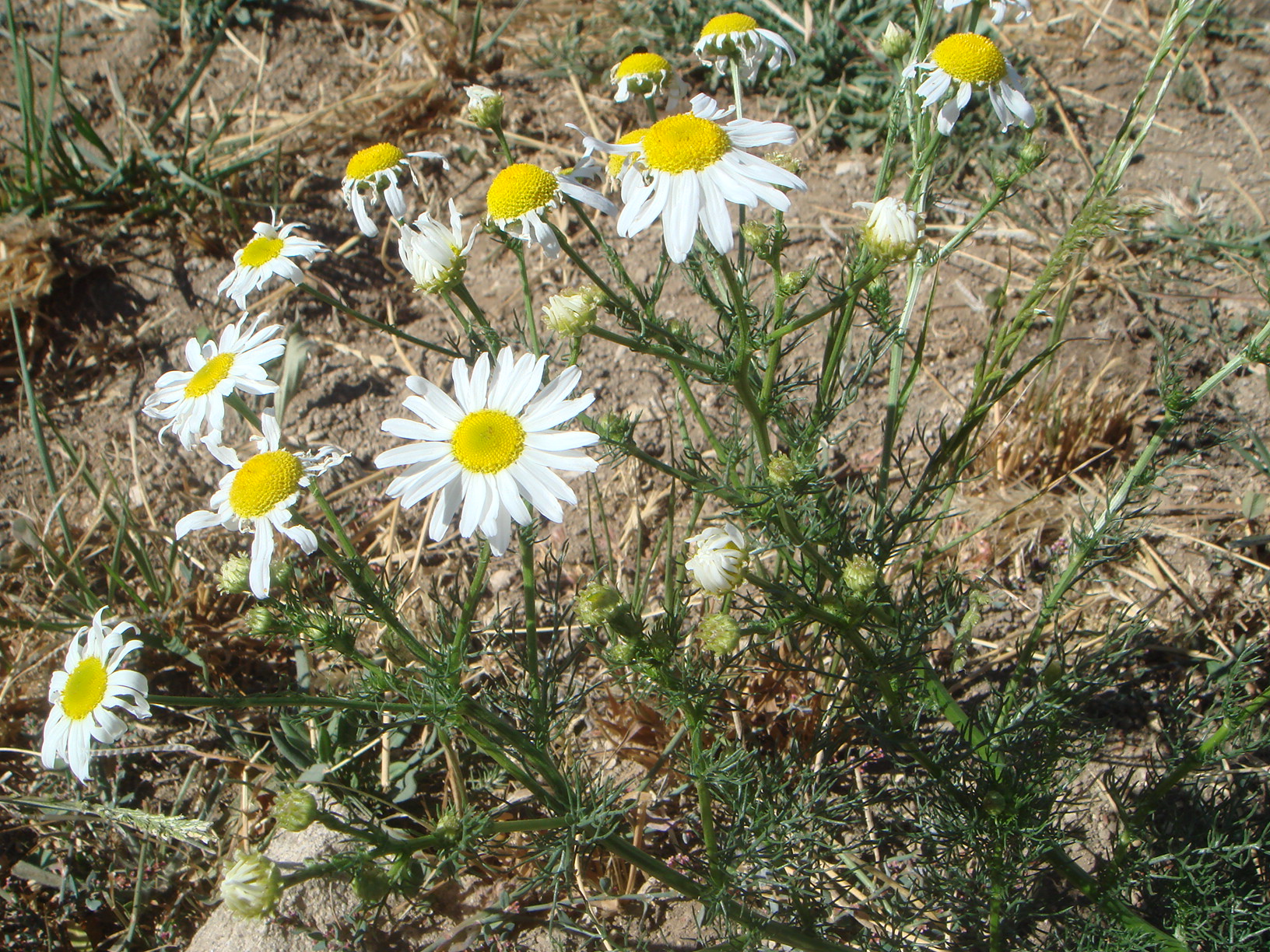 Tripleurospermum inodorum.