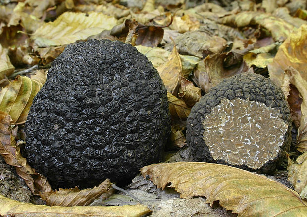 Black Summer Truffle.