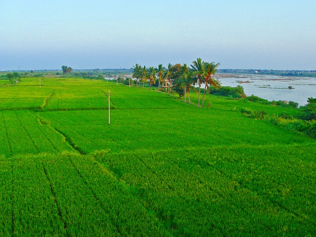 Free pictures TUNGABHADRA PLAINS.