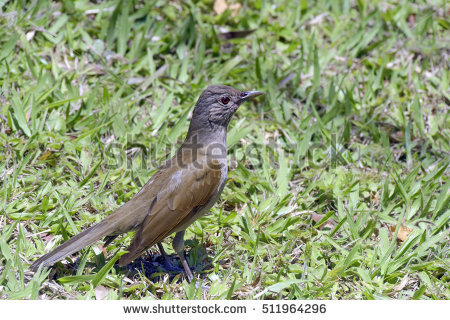 Turdidae Stock Photos, Royalty.