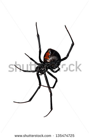 Black Widow Spider Stock Images, Royalty.