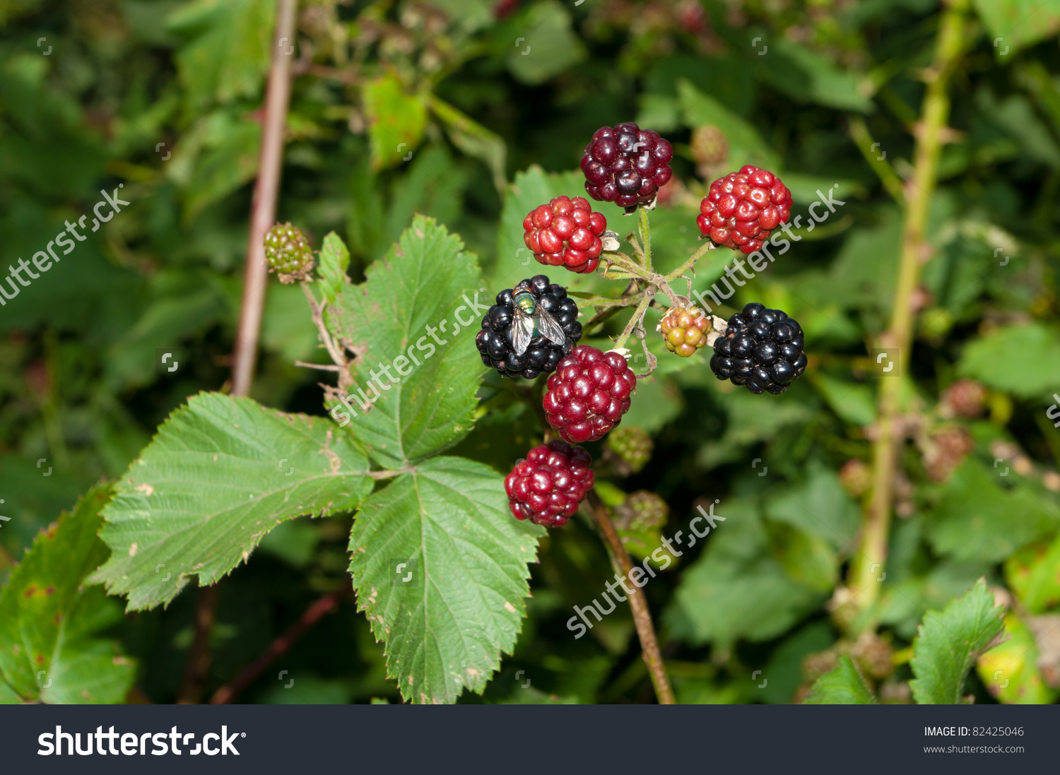 Blackberry Bush Ripe Unripe Berries Fly Stock Photo 82425046.