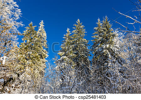 Stock Photography of Winter forest on the Uetliberg mountain.