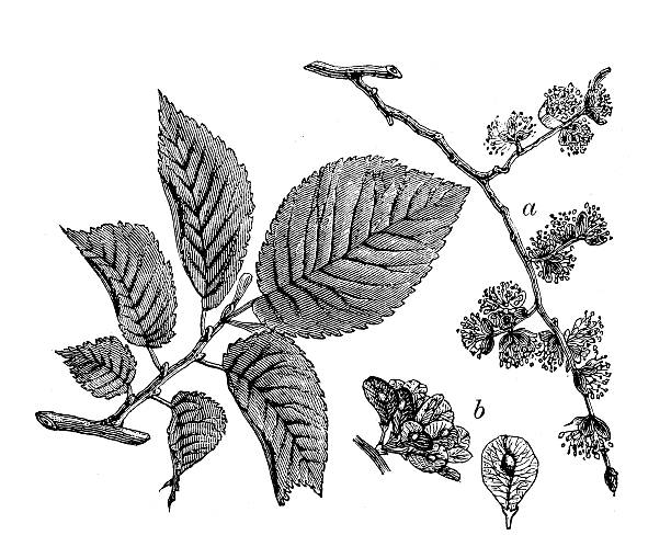 Antique Illustration Of Ulmus Minor (Field Elm) Clip Art, Vector.