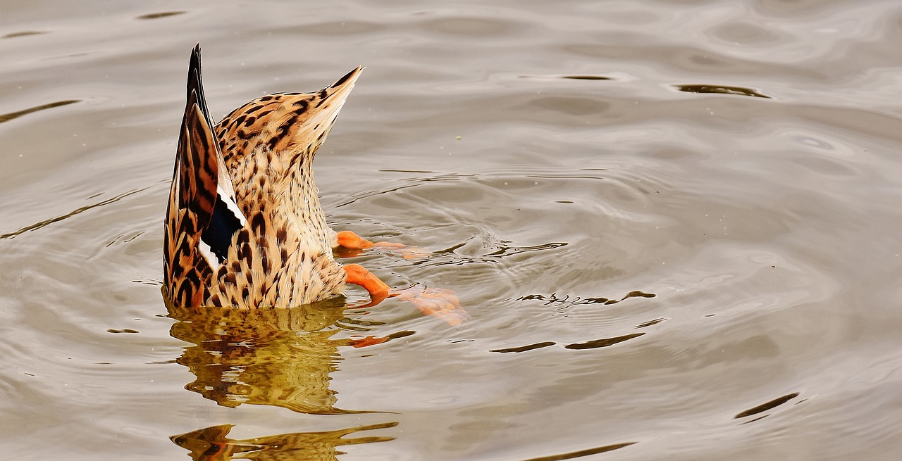 Duck,dive,mallard,upside down,animal.