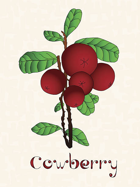 Vaccinium Vitis Idaea Clip Art, Vector Images & Illustrations.