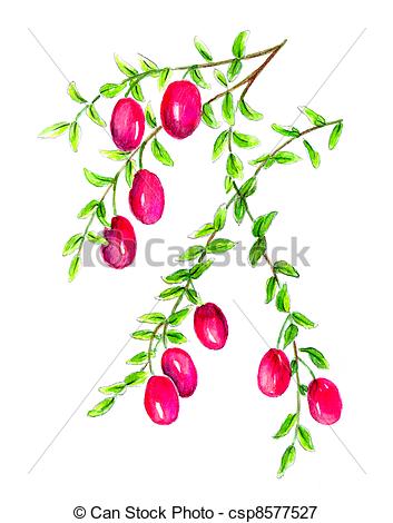 Stock Illustrations of Cranberry (Vaccinium macrocarpon.