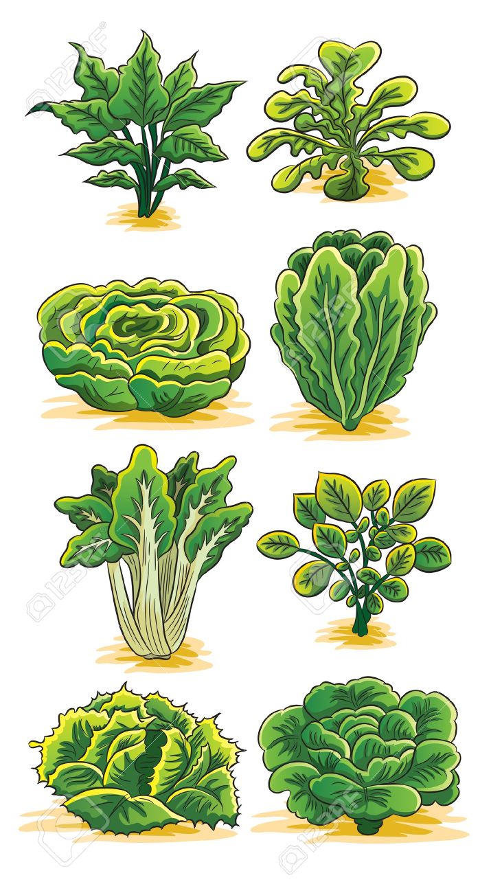 Green spinach clipart.