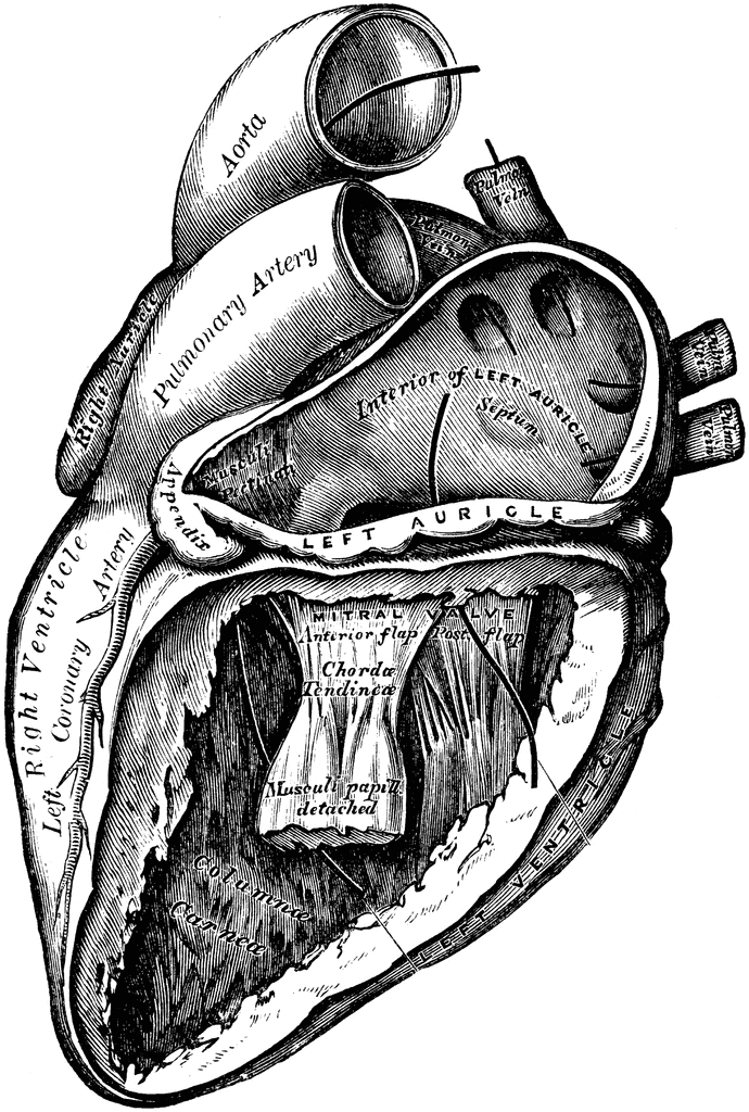 Heart with Left Auricle and Ventricle Laid Open.