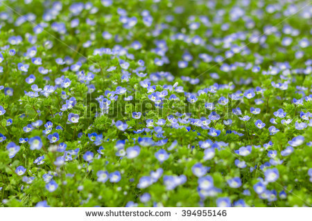 germander_speedwell" Stock Photos, Royalty.