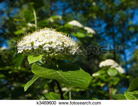 Stock Photography of Viburnum lantana k3469600.