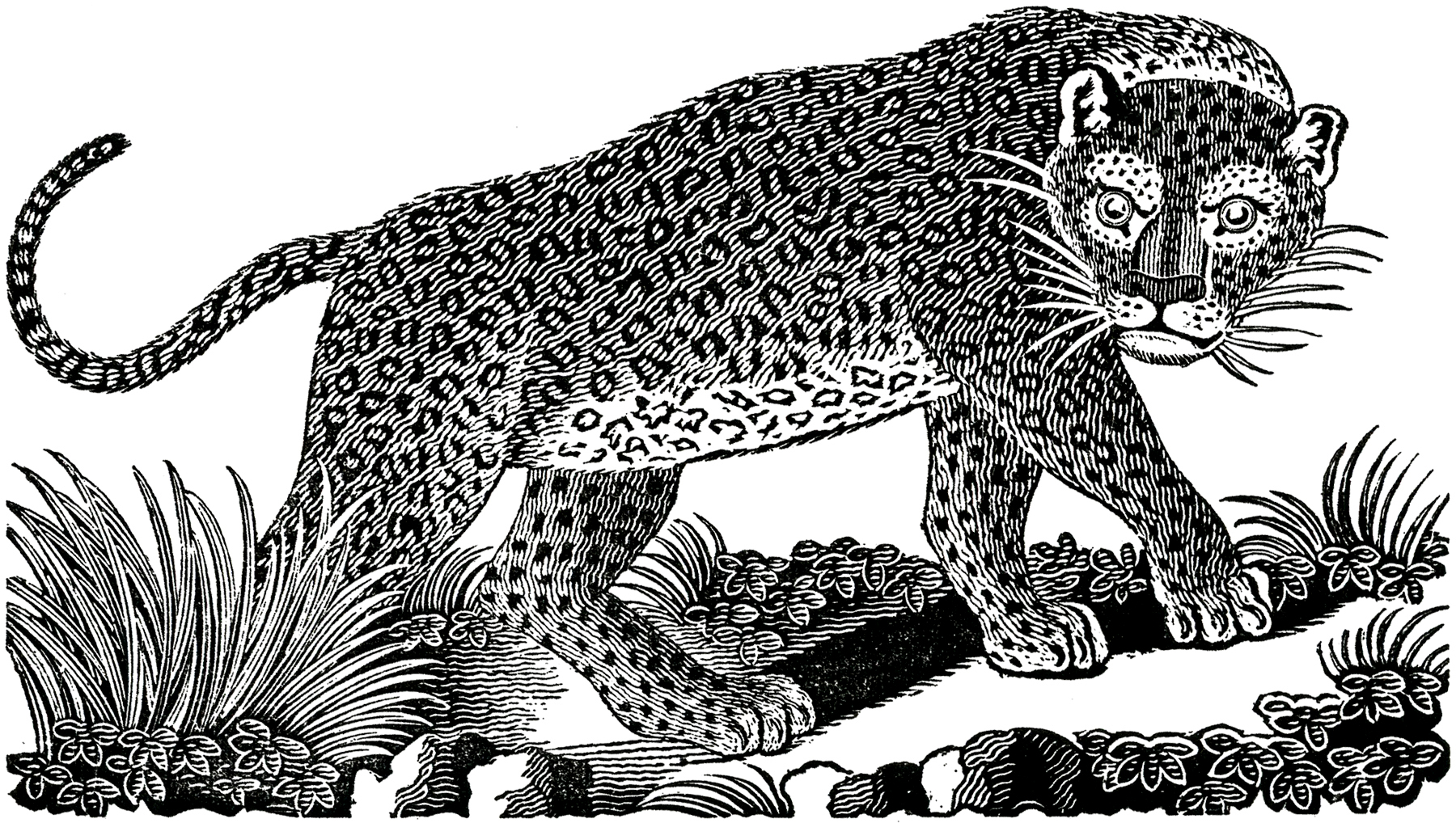 Public Domain Leopard Image!.