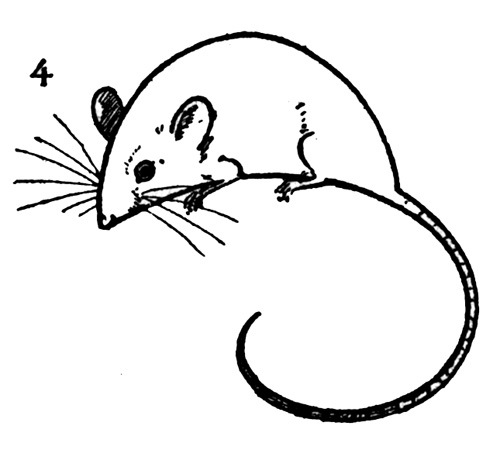 How to Draw a Mouse.