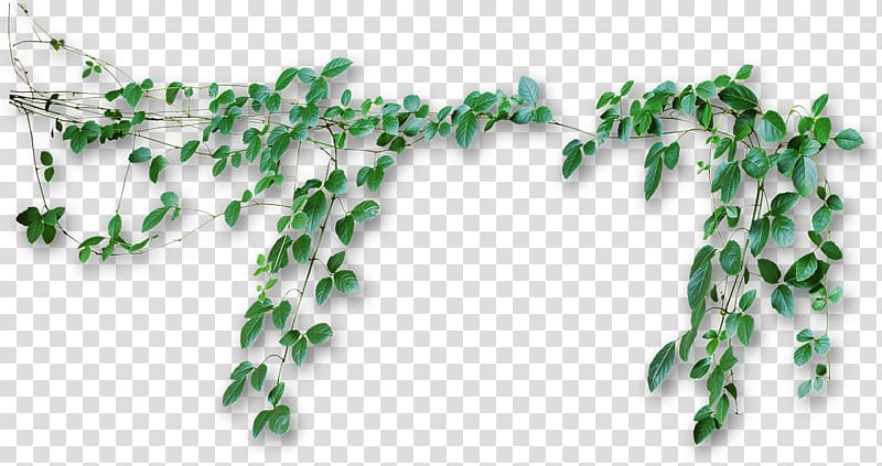 Green leafed vine plants , Vine Computer Icons , Vines.