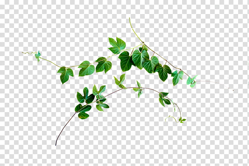 Vine Cut Out , green leaves transparent background PNG.