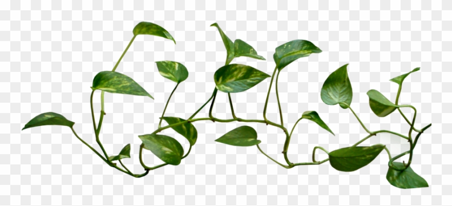 28 Collection Of Money Plant Images Clipart.