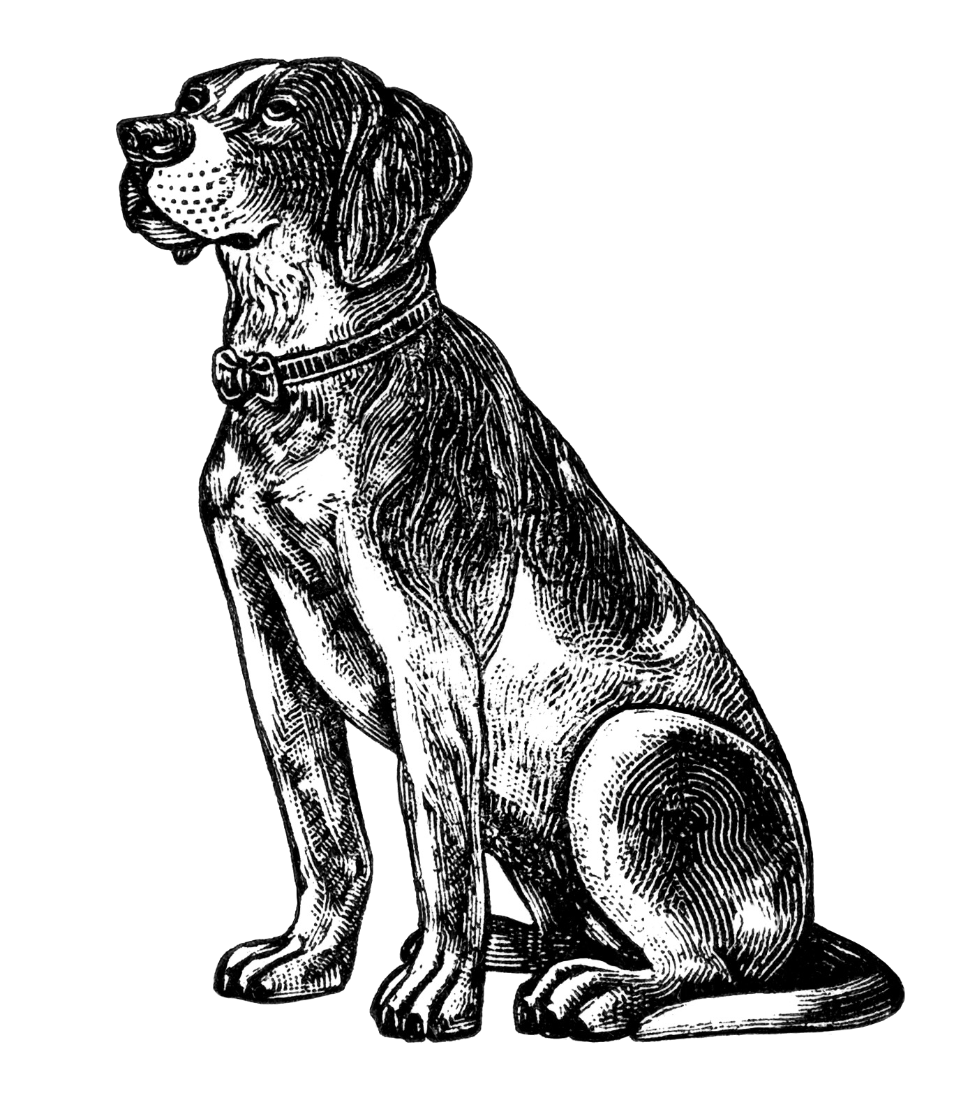 Dog Free Vintage Clip Art Old Design Shop Blog Transparent.