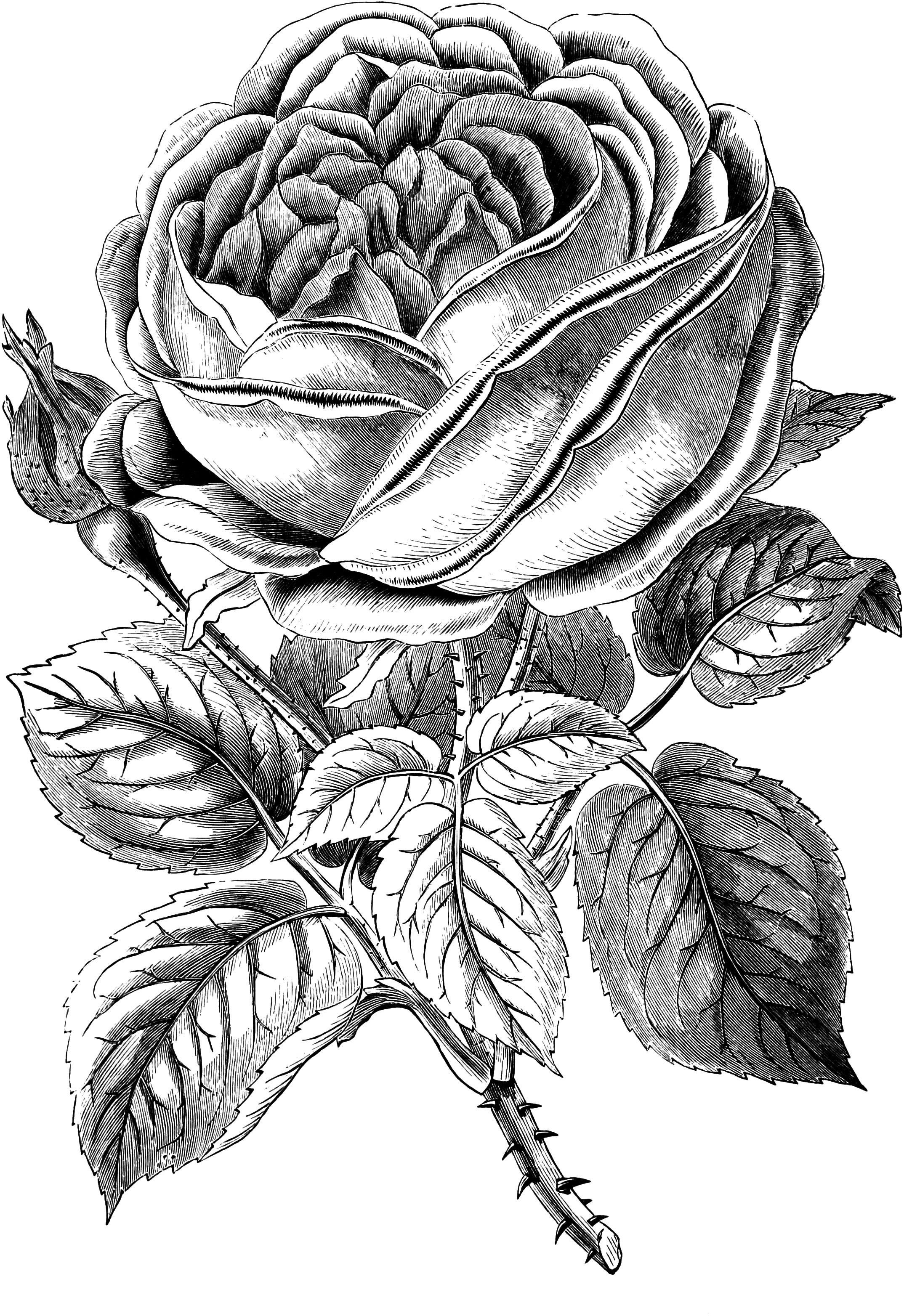 Rose black and white free vintage rose clip art image oh so.