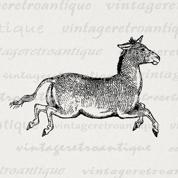 Donkey Image Digital Printable Mule Graphic Download.