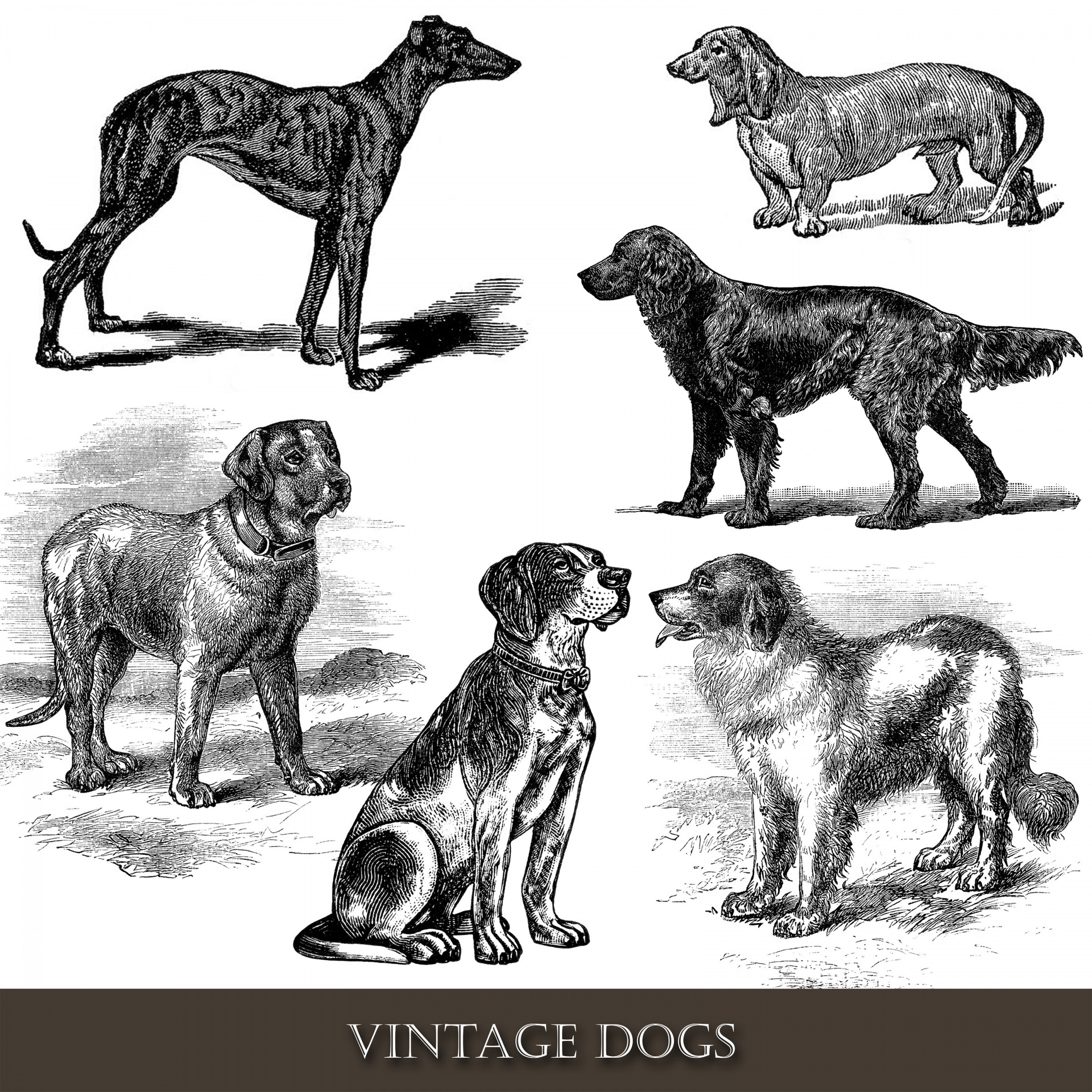 Dog,dogs,vintage,clipart,clip art.