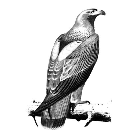 Vintage illustrations of Eastern imperial eagle.