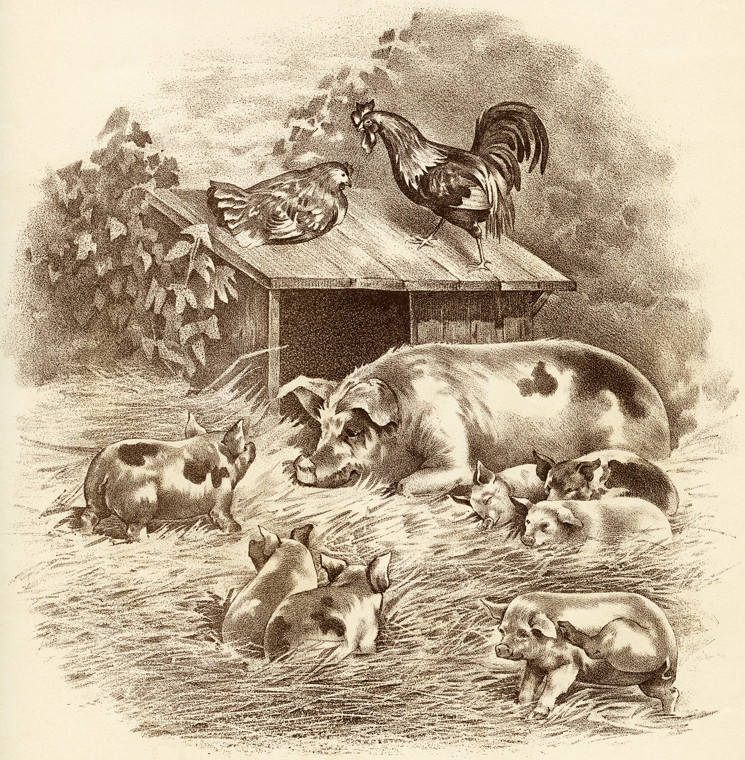 Pigs, Piglets, Rooster and Hen Farm Animals ~ Free Graphic.