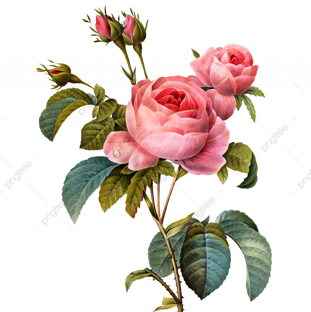 Vintage Flower, Clipart, Rose Flower PNG Transparent Clipart.