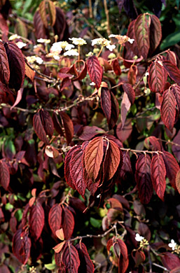 Viburnum farreri.