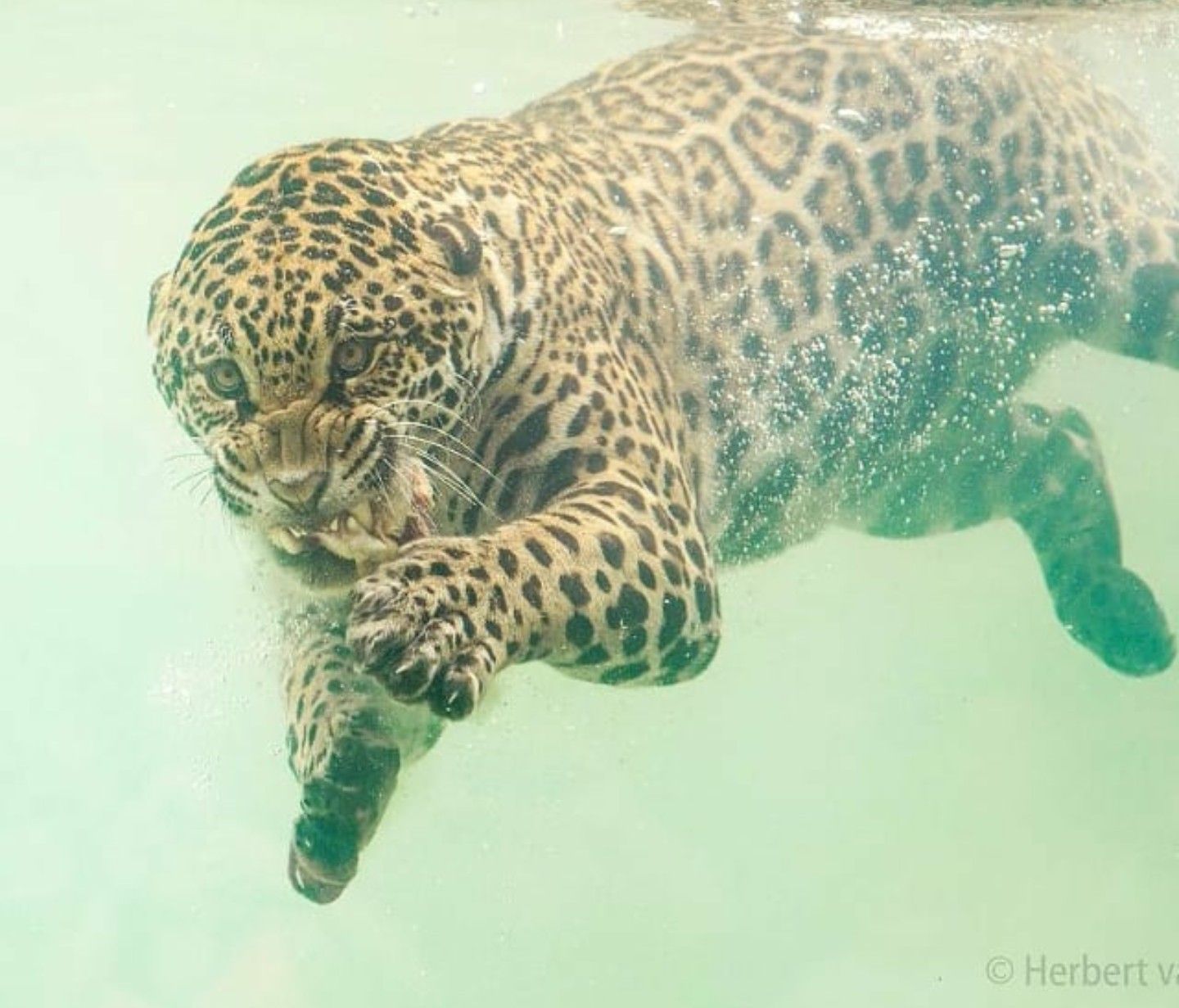 Jaguar under water.