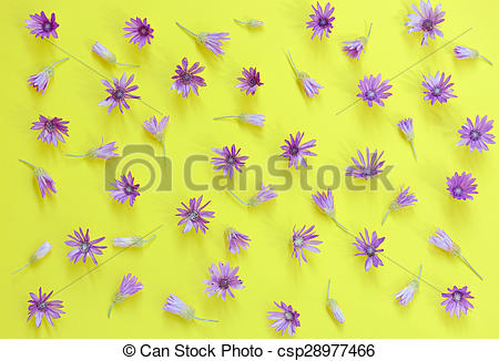 Stock Image of Everlasting, Immortelle, ( Xeranthemum annuum ) on.