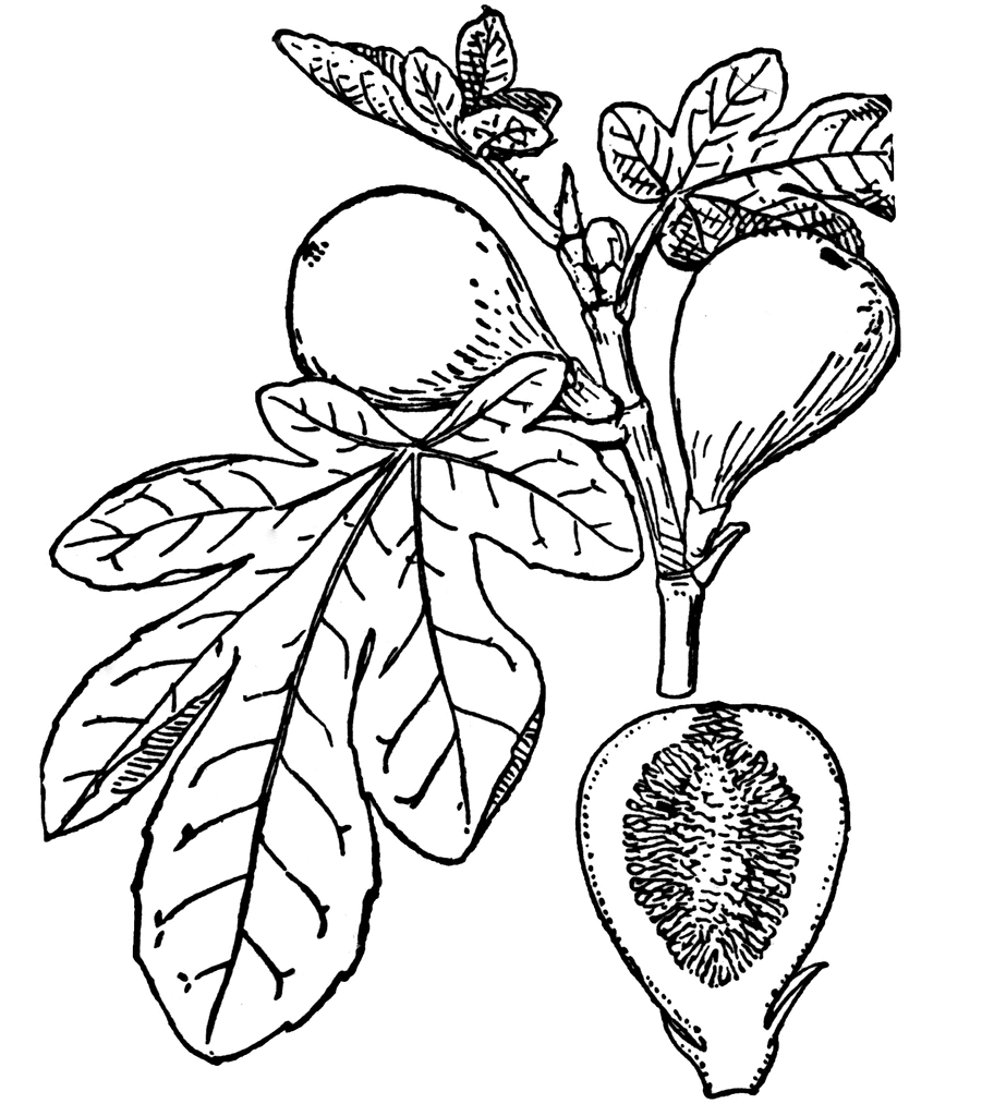 Fig Tree Clipart.