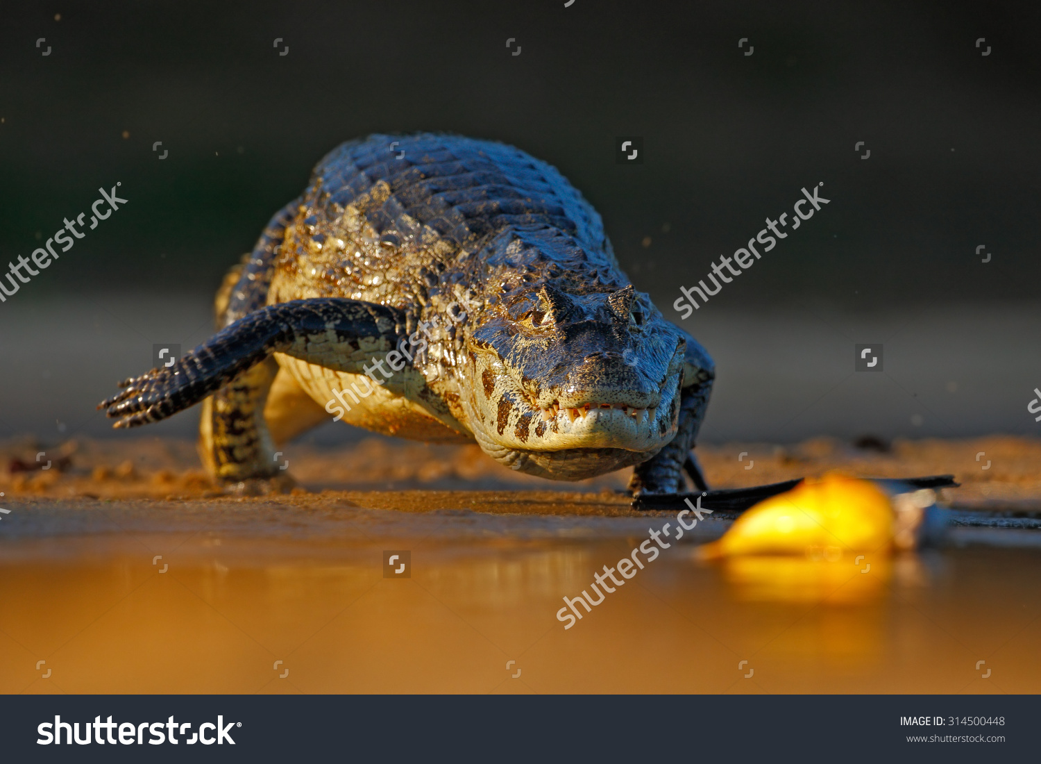 Yacare Caiman, Crocodile Hunting Fish Piranha With Evening Sun In.