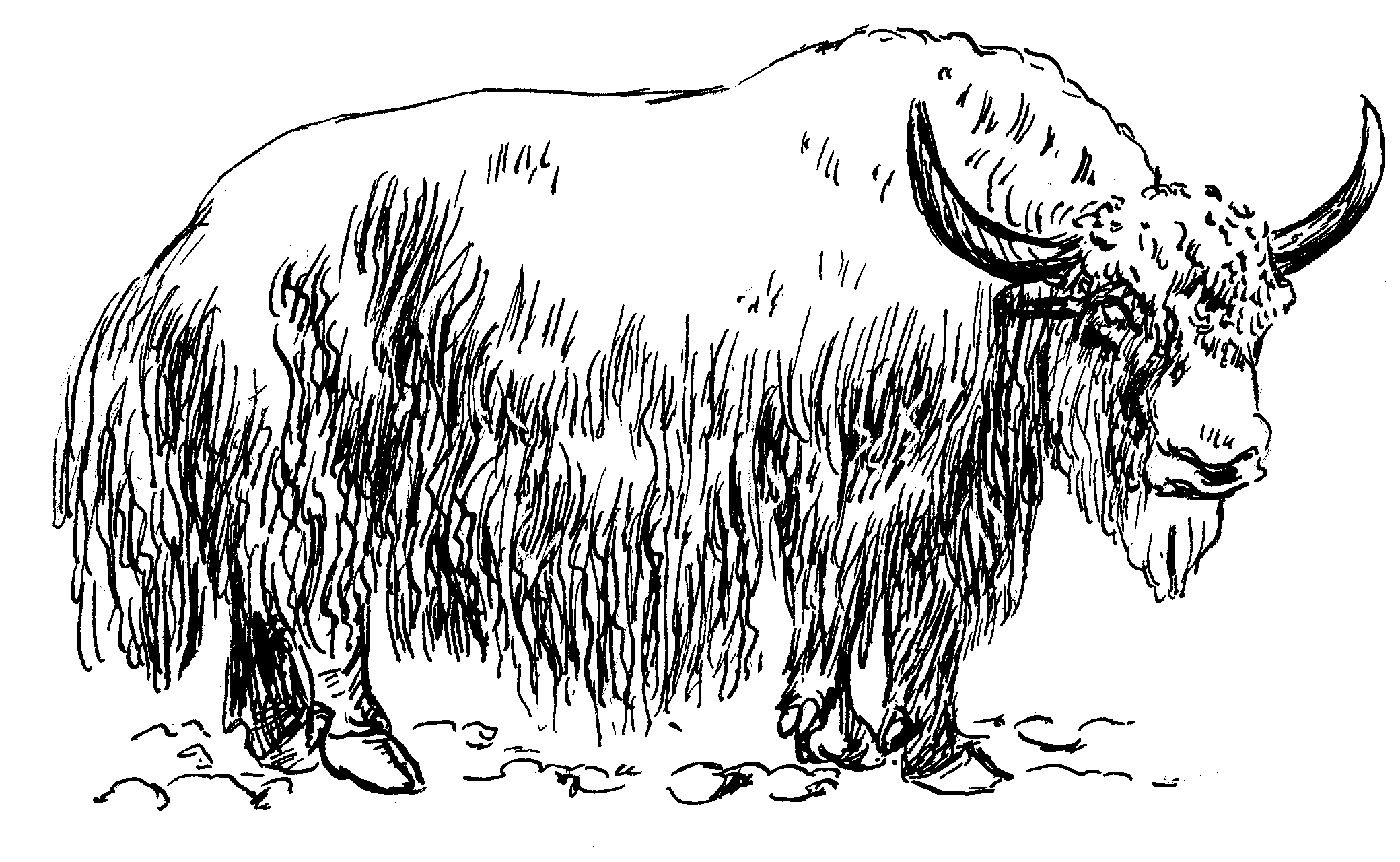 Yak PNG Black And White Transparent Yak Black And White.PNG.