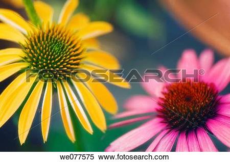 Stock Image of Yellow and Pink Coneflower Duo. Echinacea hybrid.