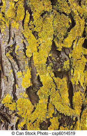 Stock Photographs of yellow lichen.